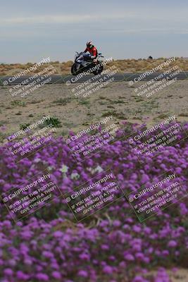 media/Jan-14-2023-SoCal Trackdays (Sat) [[497694156f]]/Turn 14 Exit Bloomig (145pm)/